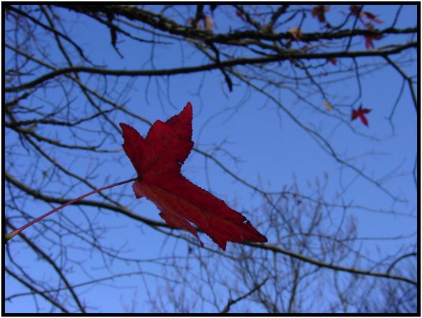 place: Australia: Victoria: Mt. Macedon : s-dsc016621.jpg