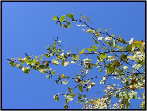 place: Australia: Victoria: Mt. Macedon : s-dsc016622.jpg