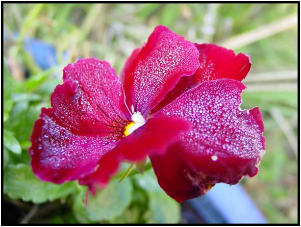 place: Australia: Victoria: Mt. Macedon : s-dsc016624.jpg