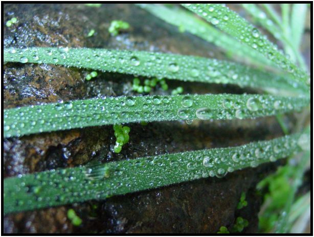 place: Australia: Victoria: Mt. Macedon : s-dsc016647.jpg