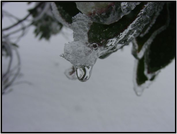 place: Australia: Victoria: Mt. Stirling : s-dsc016671.jpg