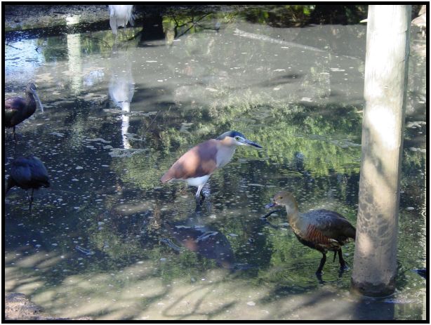 bird: duck : s-dsc016247.jpg