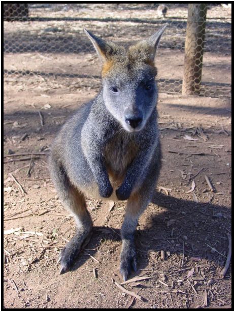 animal: kangaroo : s-dsc016199.jpg