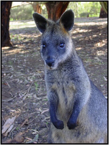 animal: kangaroo : s-dsc016211.jpg