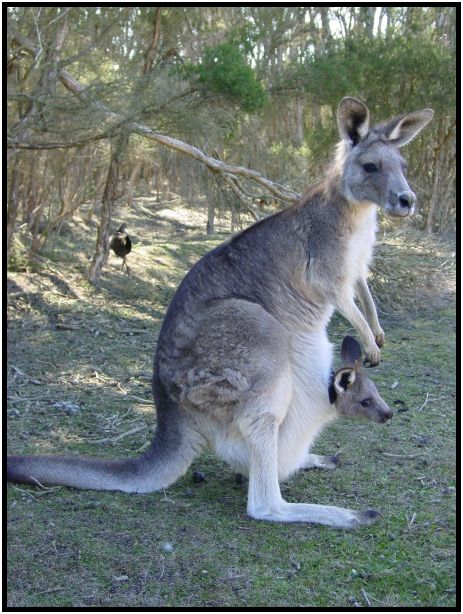 animal: kangaroo : s-dsc016316.jpg