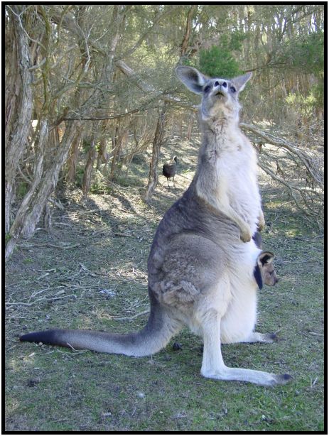 place: Australia: Victoria: Philip Island : s-dsc016317.jpg