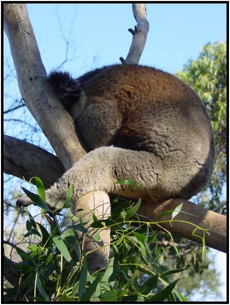 animal: koala : s-dsc016381.jpg