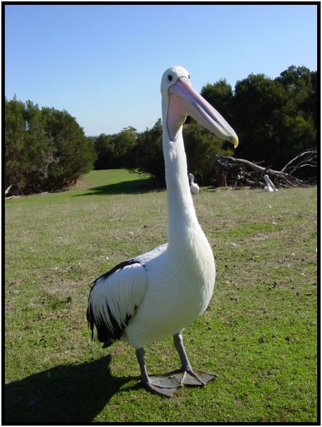 bird: pelican : s-dsc016306.jpg