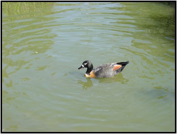 bird: duck : s-dsc016095.jpg
