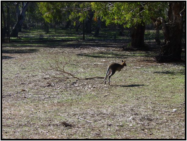 animal: kangaroo : s-dsc016101.jpg