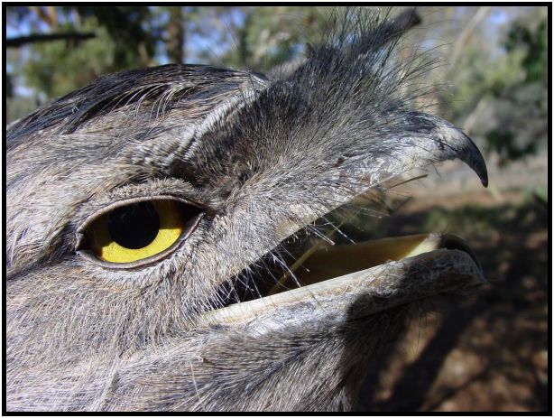 bird: towny frogmouth : s-dsc016135.jpg