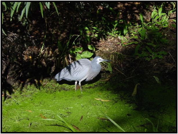 bird: unknown bird : s-dsc016146.jpg