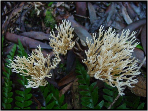 flora: mushroom: mushroom unknown : s-dsc016407.jpg