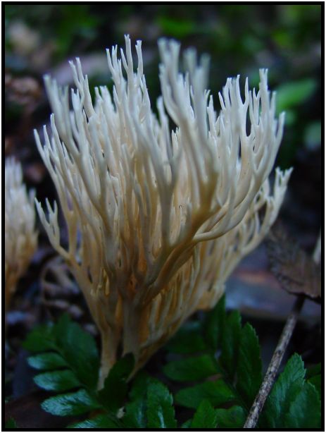 flora: mushroom: mushroom unknown : s-dsc016408.jpg