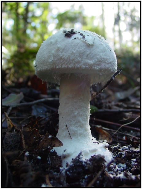 flora: mushroom: mushroom unknown : s-dsc016421.jpg