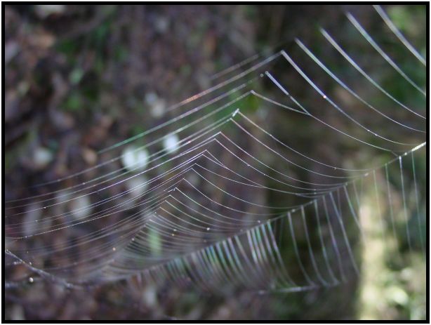 insect: spider cobwebs : s-dsc016433.jpg