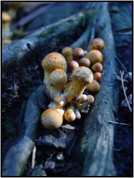 flora: mushroom: mushroom unknown : s-dsc016479.jpg