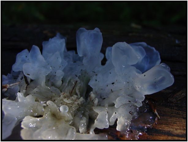 flora: mushroom: mushroom unknown : s-dsc016480.jpg