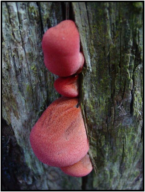 flora: mushroom: mushroom unknown : s-dsc016483.jpg