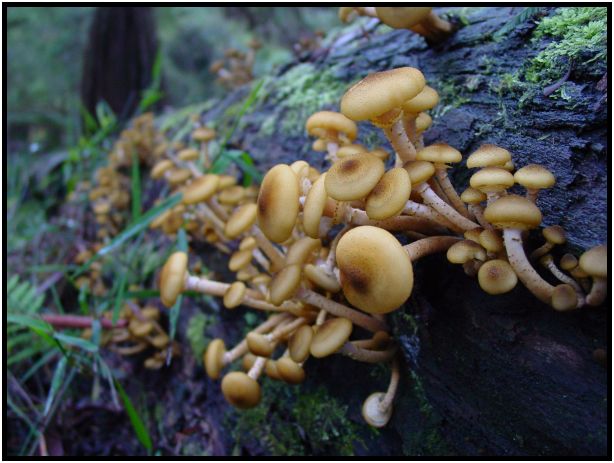 flora: mushroom: mushroom unknown : s-dsc016485.jpg