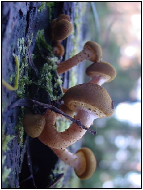 flora: mushroom: mushroom unknown : s-dsc016494.jpg