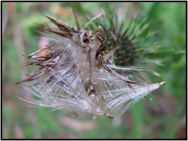 flora: seed: unknown seed : s-dsc015758.jpg