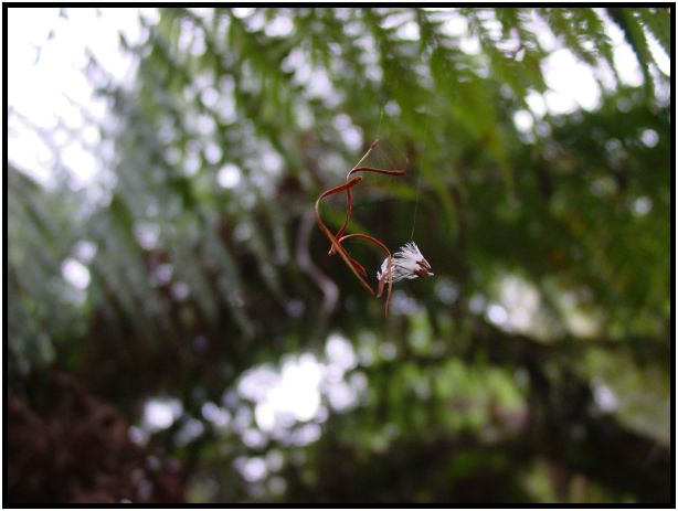 flora: seed: unknown seed : s-dsc015783.jpg