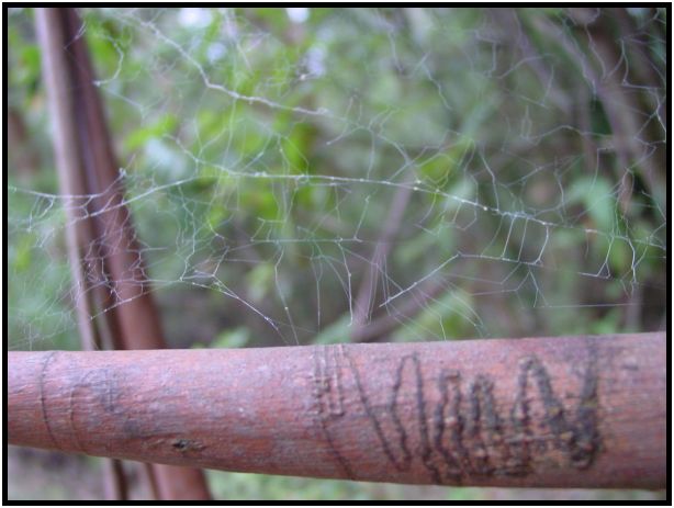 insect: spider cobwebs : s-dsc015800.jpg