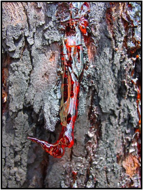 flora: tree: sap : s-dsc015853.jpg
