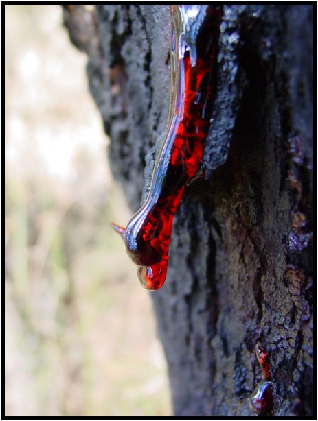 flora: tree: sap : s-dsc015859.jpg