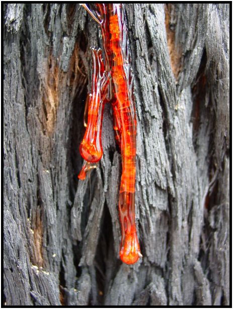 flora: tree: sap : s-dsc015872.jpg
