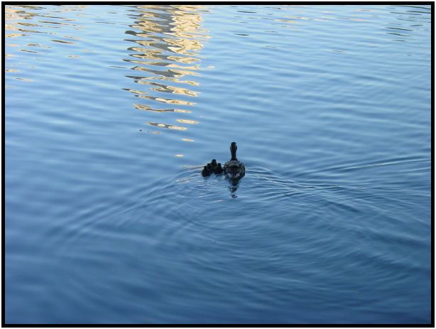 bird: duck : s-dsc016904.jpg