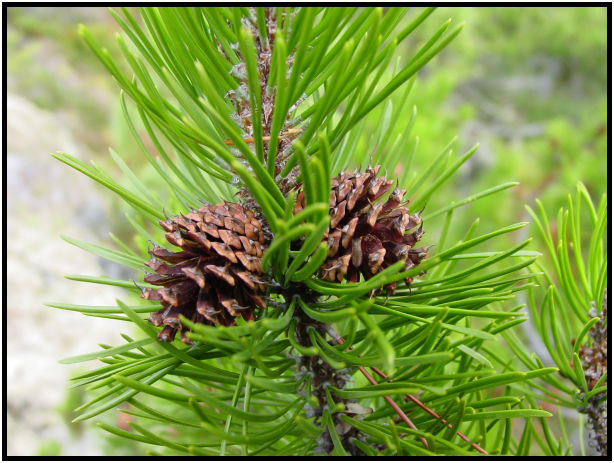 place: Canada: British Columbia: Vancouver: High Falls Creek : s-dsc018152.jpg