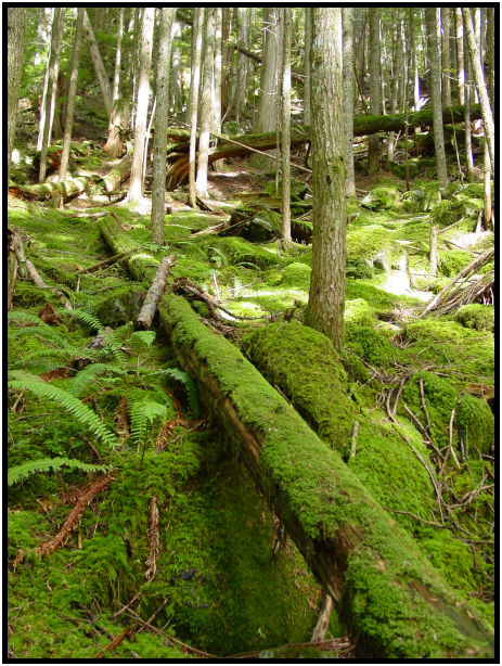 flora: moss : s-dsc018155.jpg