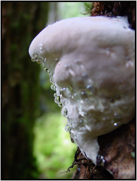 flora: mushroom: mushroom unknown : s-dsc018163.jpg