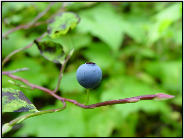 place: Canada: British Columbia: Vancouver: High Falls Creek : s-dsc018167.jpg