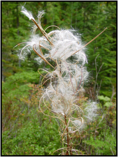 place: Canada: British Columbia: Vancouver: High Falls Creek : s-dsc018170.jpg