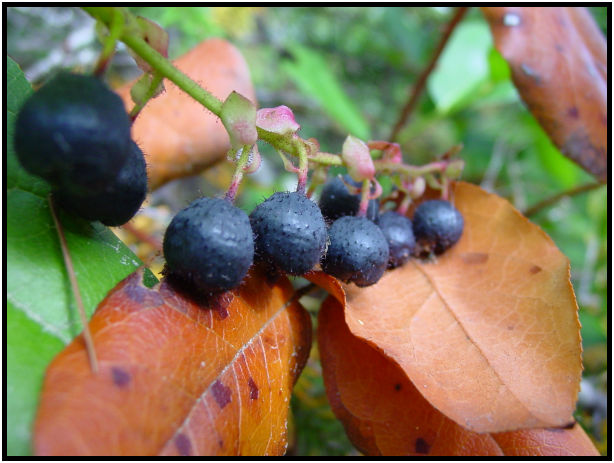 flora: berry: unknown berry : s-dsc018172.jpg