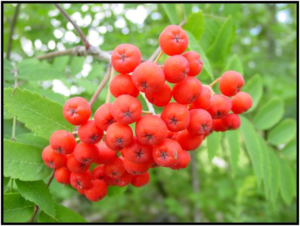 flora: tree: mountain ash : s-dsc017732.jpg