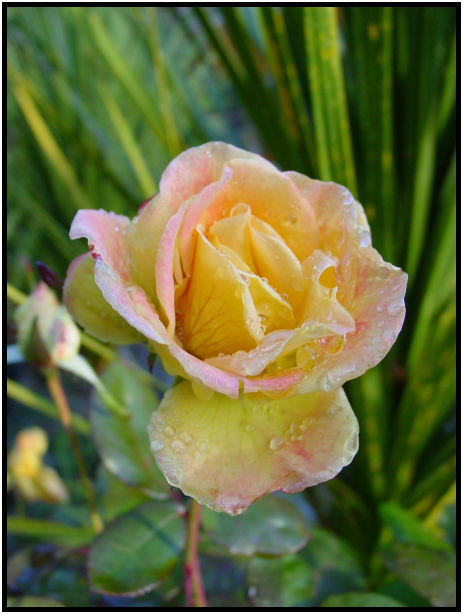 flora: flower: rose : s-dsc018315.jpg