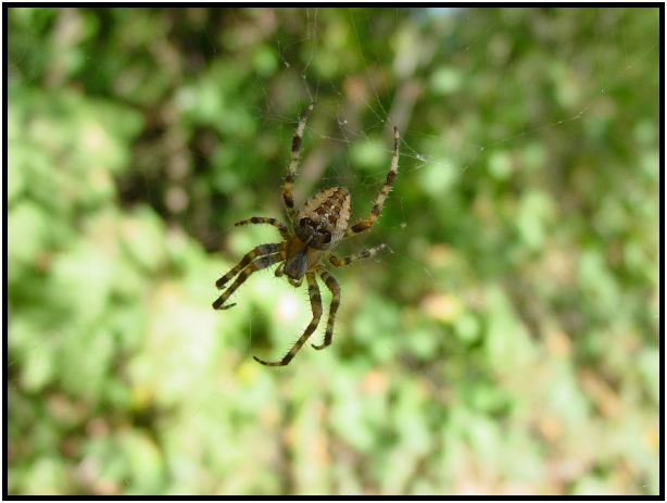 insect: spider cobwebs : s-dsc017889.jpg