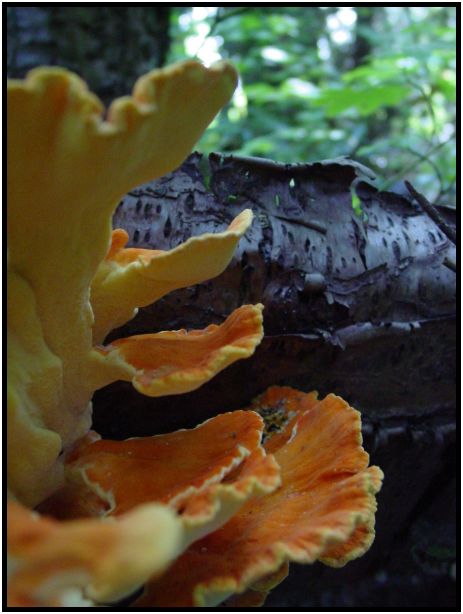 flora: mushroom: mushroom unknown : s-dsc017910.jpg