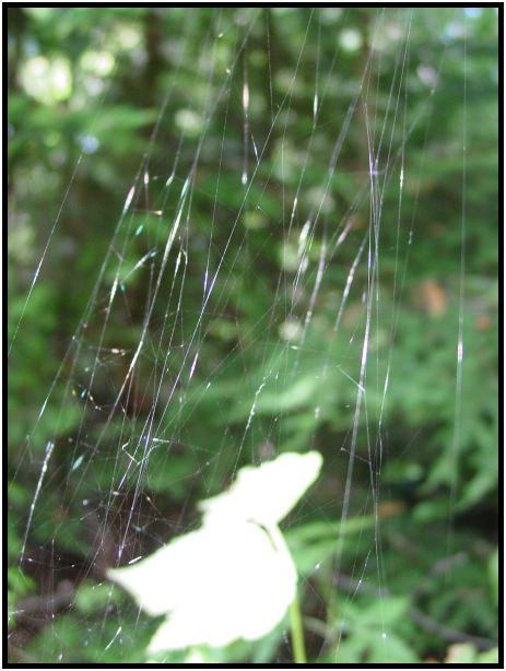 place: Canada: British Columbia: Vancouver: Pacific Spirit Regional Park : s-dsc017928.jpg