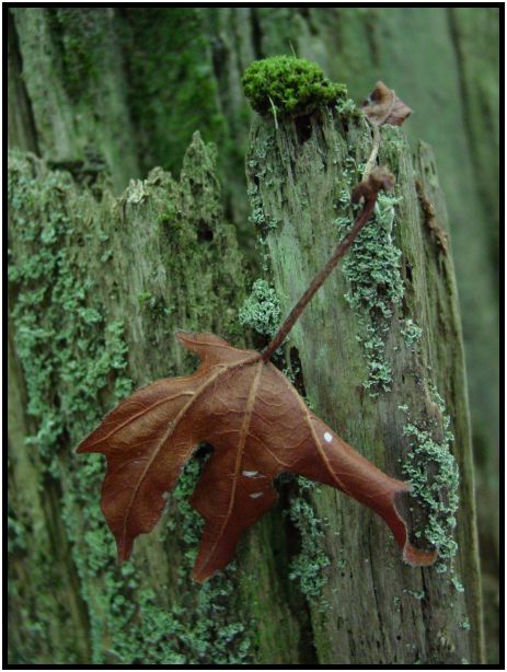 place: Canada: British Columbia: Vancouver: Pacific Spirit Regional Park : s-dsc017933.jpg
