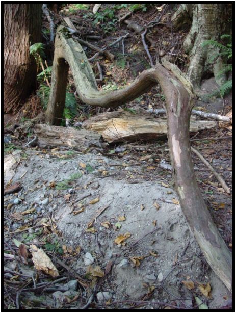 place: Canada: British Columbia: Vancouver: Pacific Spirit Regional Park : s-dsc017953.jpg