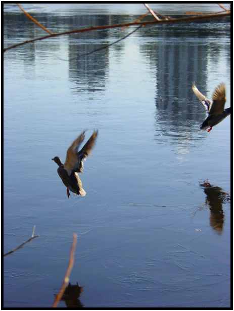 bird: duck : s-dsc018542.jpg