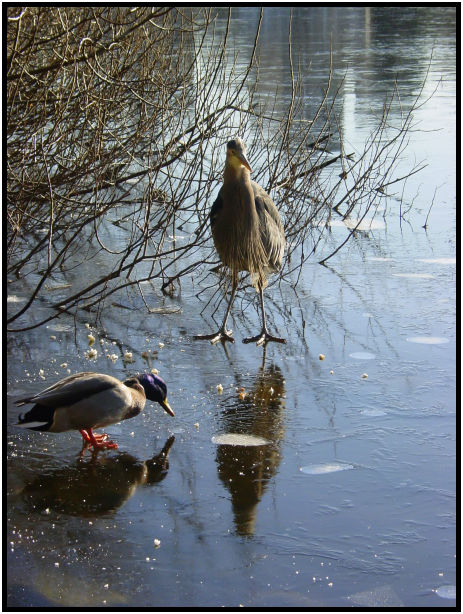 site: earth: ice : s-dsc018548.jpg