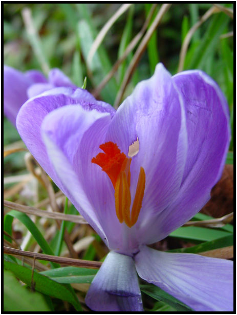 flora: flower: crocus : s-dsc018925.jpg