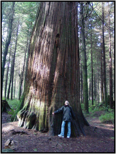 place: Canada: British Columbia: Vancouver: Stanley Park : s-dsc018949.jpg