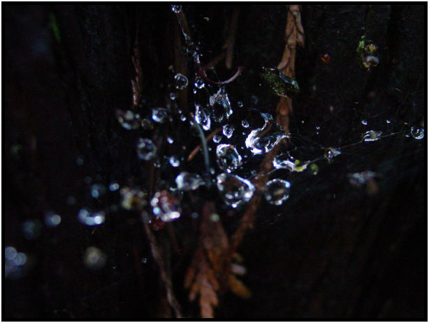 insect: spider cobwebs : s-dsc018961.jpg